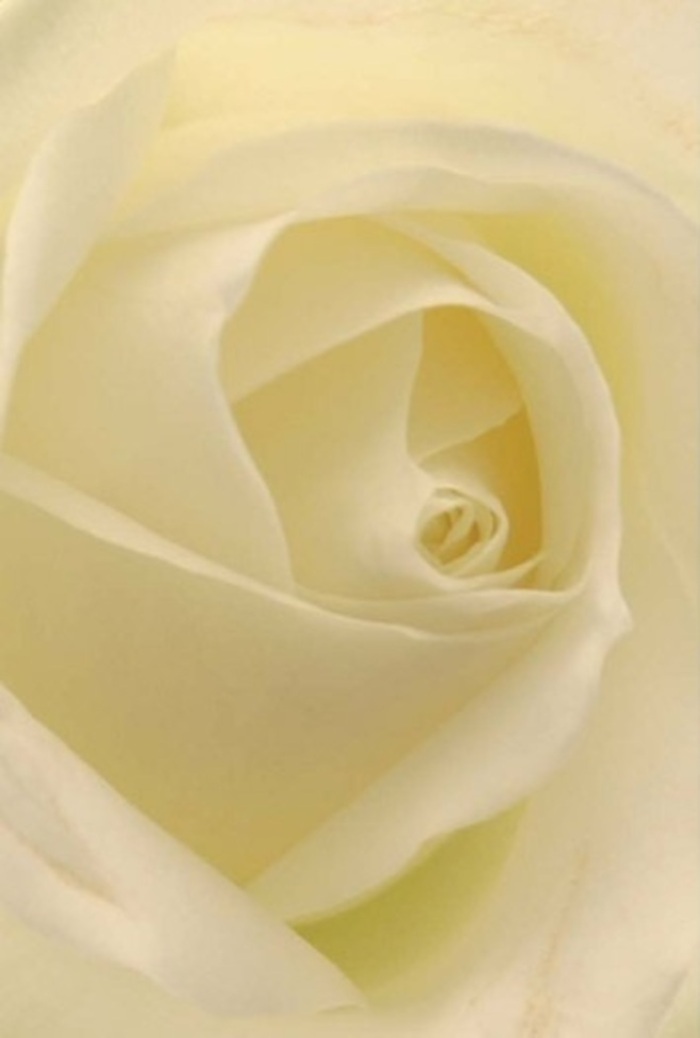 A close gaze at this luminous white rose reveals a mesmerizing interplay of tranquil layering and soft shades, evoking the peaceful rhythms of life in Sipson. Creamy petals curl inward, each edge touched by filtered light reminiscent of a serene morning stroll along Sipson's leafy byways. Sophisticated yet unpretentious, the rose blends its pure whites and subtle cream tones so seamlessly that it appears almost illuminated from within, as if holding a silent candle at the heart of the bloom. Perfectly spiraled at its core, this rose embodies both purity and strength, thoughtfully arranged for occasions ranging from a tender wedding centrepiece to a heartfelt apology or lasting tribute. The expertly crafted form and clean, serene fragrance hint at the care local florists take with every bouquet destined for a Sipson home. This floral artwork speaks of resilience beneath its delicate exterior, its nuanced shadows and highlights enhancing the rose's inherent beauty. Whether displayed in a family kitchen or sent as a gesture of admiration or sympathy, this rose resonates with the quiet comfort and uncomplicated sincerity that define the spirit of Sipson.